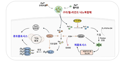 ‘세포 사멸’의 한계를 넘어
